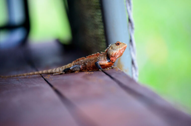 A lizard on a veranda