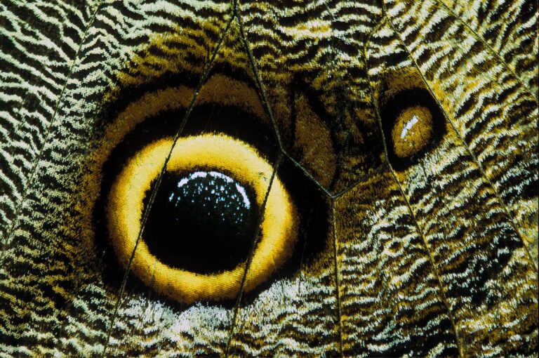 Detail of wing of owl butterfly