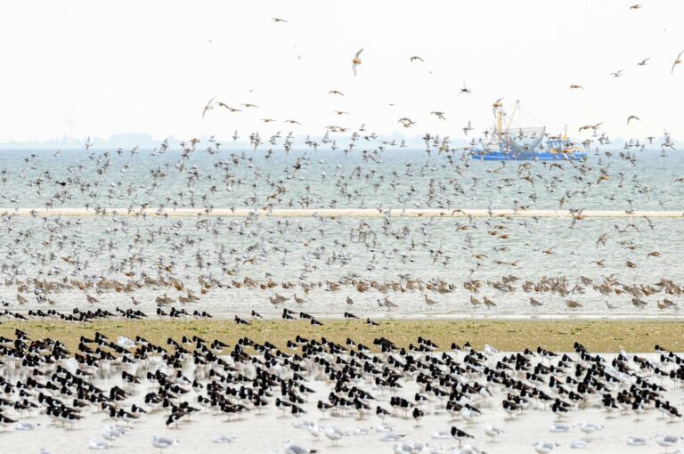Waders on a sandbank of the Wadden Sea