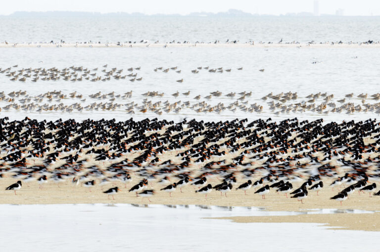 Oystercatchers on sandbank, some of them walking. In the background bar-tailed godwits and curlews.