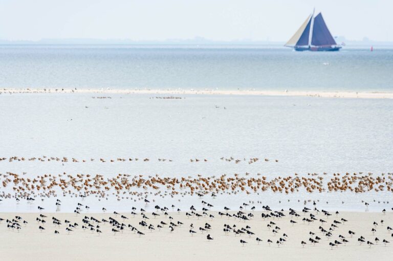 Scenery with sandbank with waders and in background ship