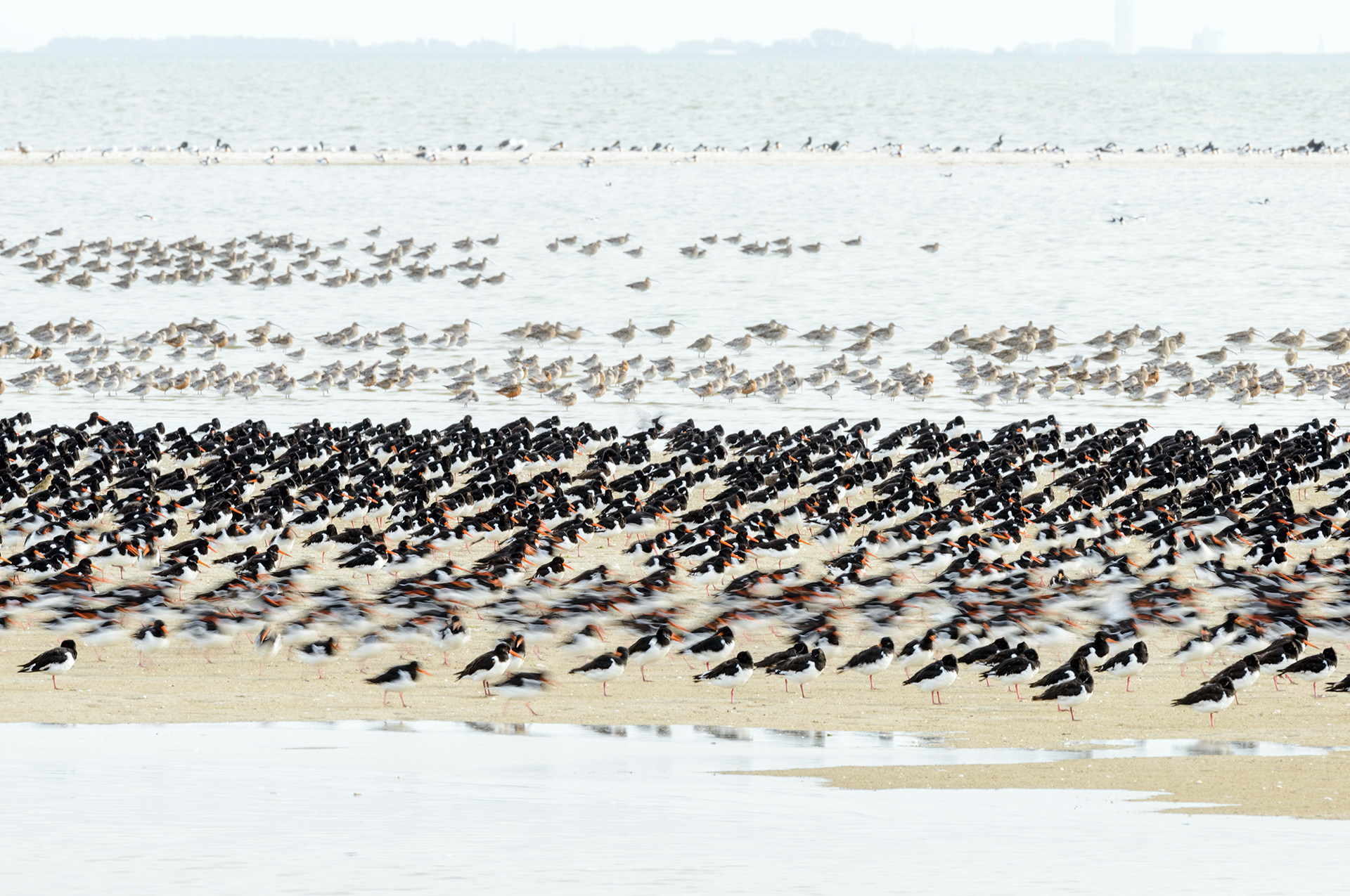 Oystercatchers and curlews in the Waaden Sea at Ameland.