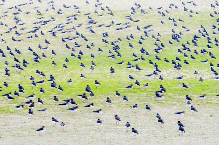 Ostercatchers on a sandbank partially colored green by algae