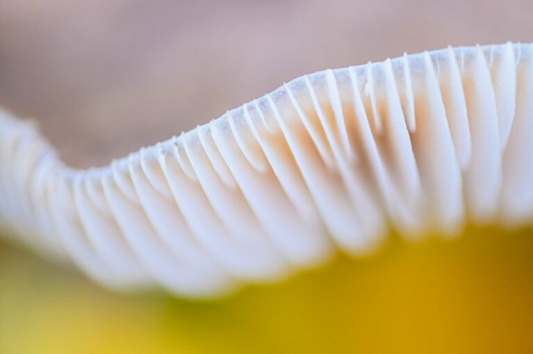 Detail van een paddenstoel