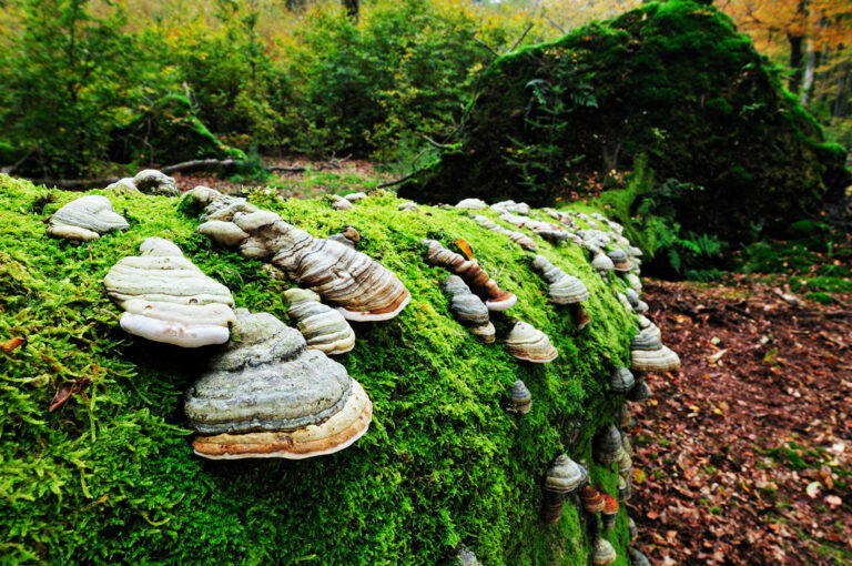 Paddenstoelen op omgevallen bemoste boom