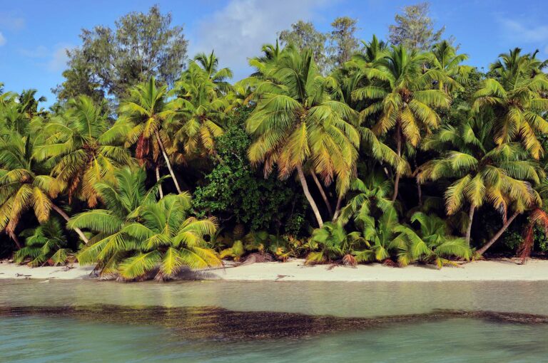 Palmbomen en strand tropisch eiland