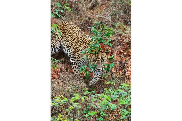 Een luipaard dichtbij van heuveltje naar beneden lopend.