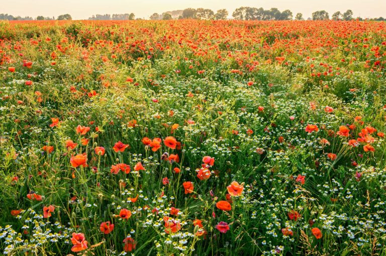 A field with common poppies mixed with chamomilla