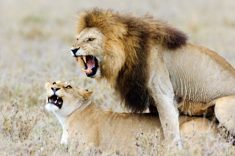 Mannetjes leeuw en leeuwin parend