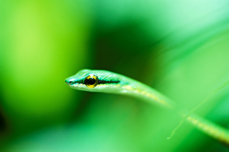 Parrot snake in vegetation