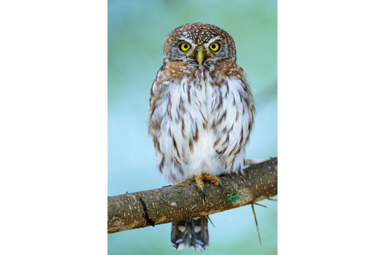 Portrait of a pearl-spotted owlet.