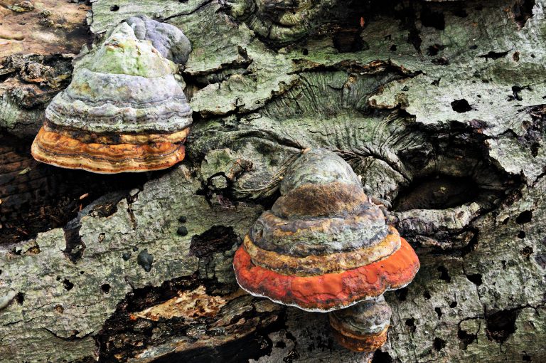 A still life of tree trunk bark and mushrooms