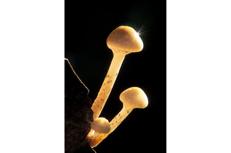 Backlit image of porcelain fungus