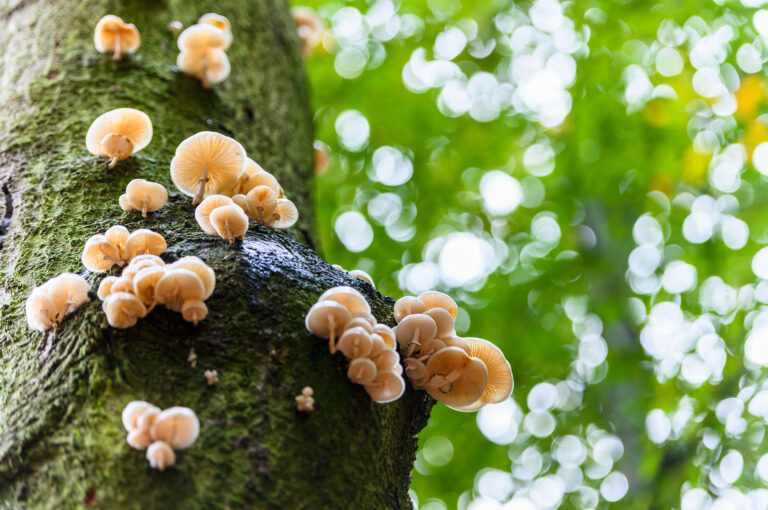 A group of porcelain mushrooms or fungus high up in a tree, with bokeh in background
