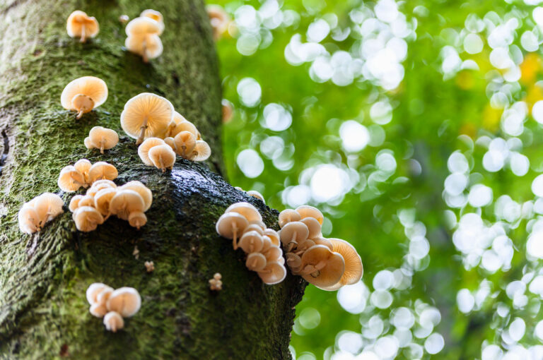 Paddenstoelen op boom