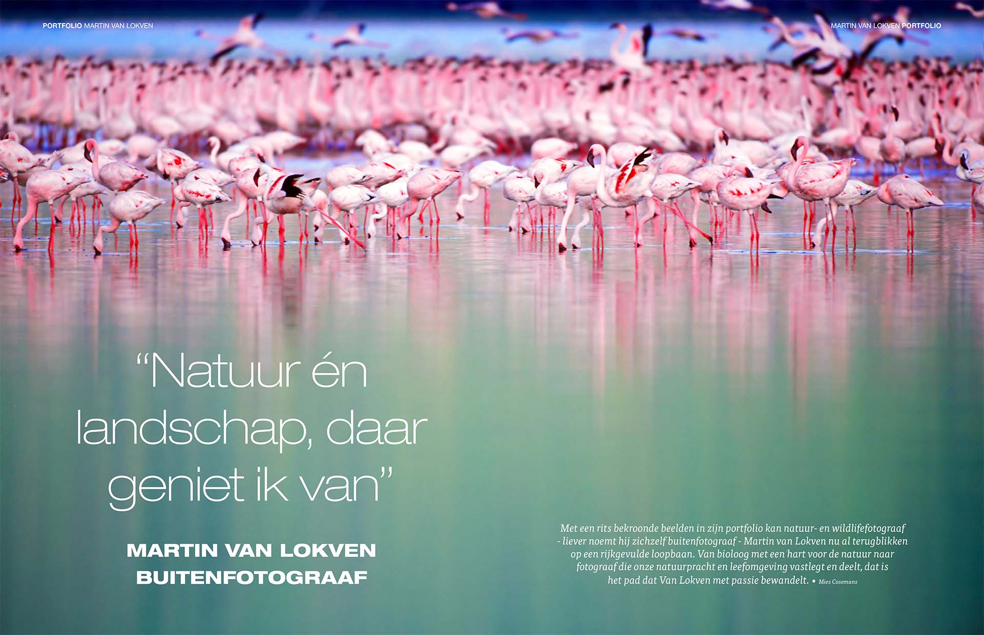 Publicatie van foto van kleine flamingo's, foto van Martin van Lokven.