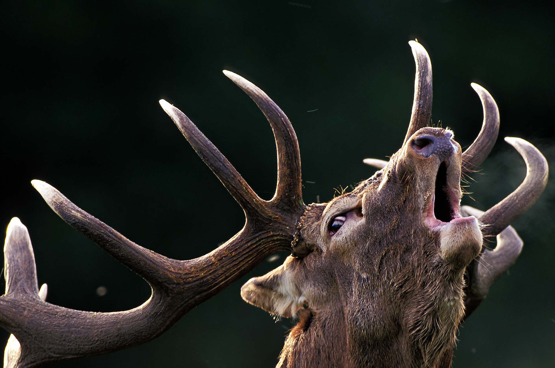 Close up portrait of male red deer bellowing, in rut