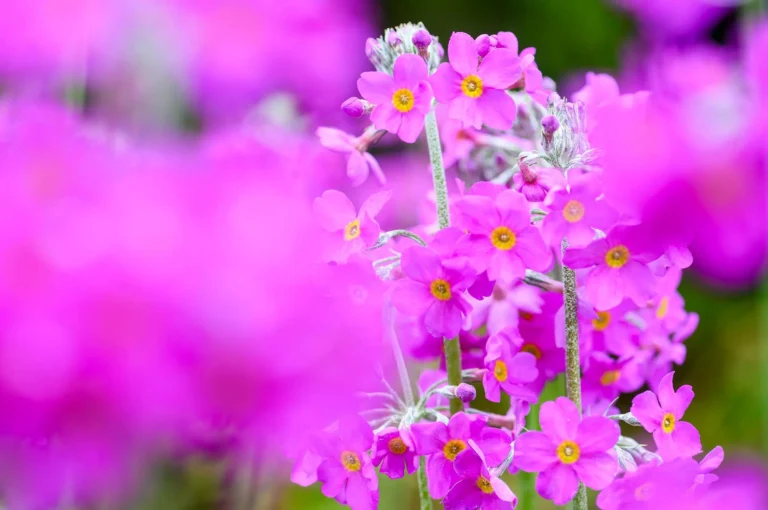 Primrose