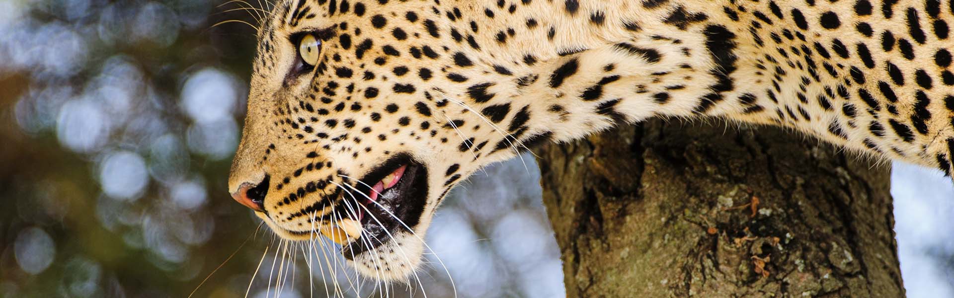 Leopard in tree