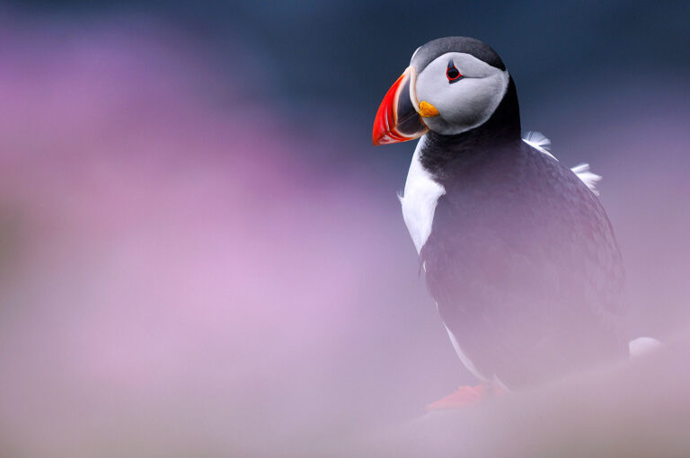 Atlantic puffin and blurred sea thrift