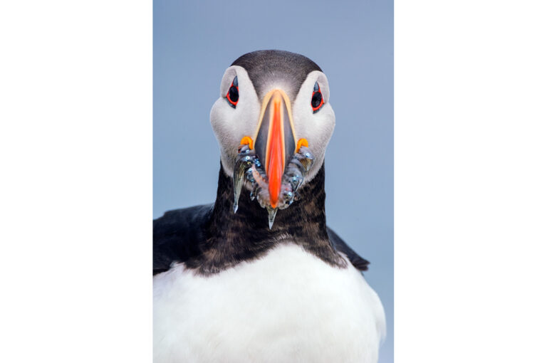 Atlantic puffin with fish catch in its bill.