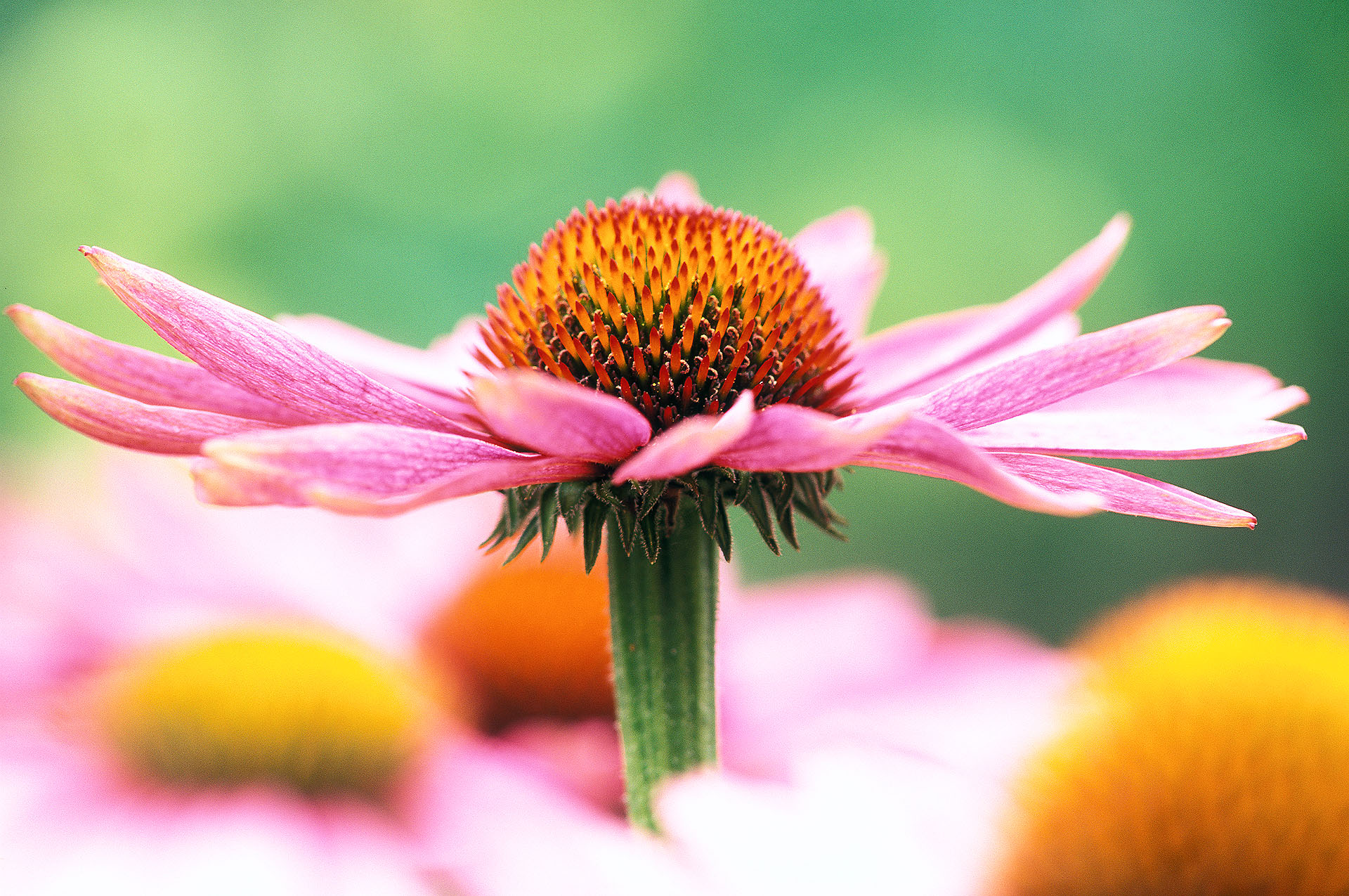 Four flowers of purple coneflowers