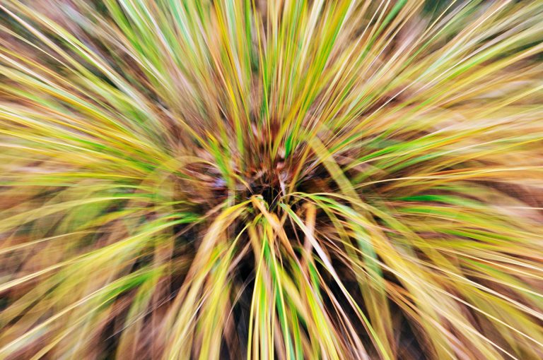Creative vision of purple moor grass in National Park Veluwezoom.