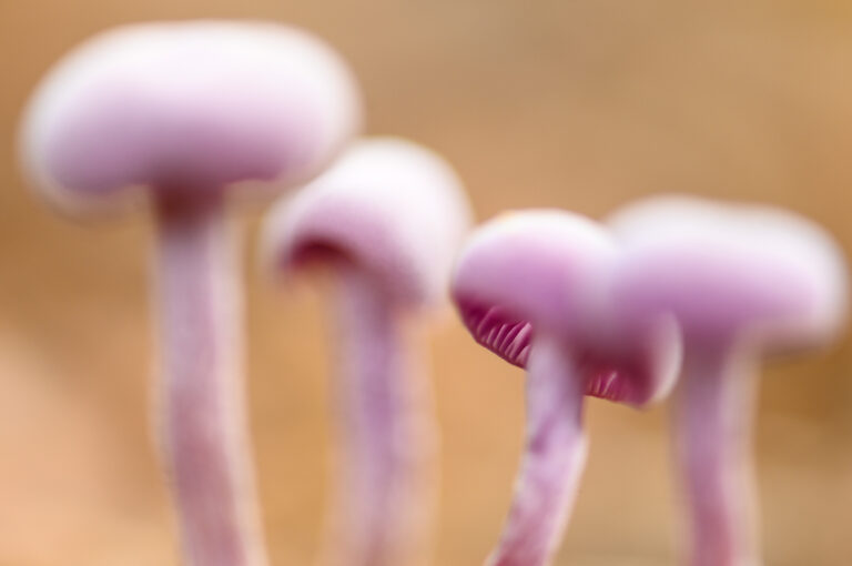 Purple mushrooms up close