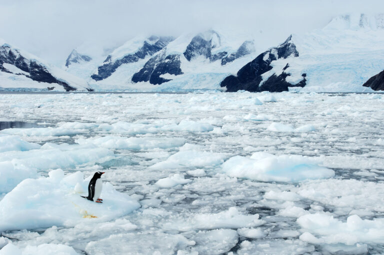 Pinguïn in Antarctisch landschap, staand op ijsschots