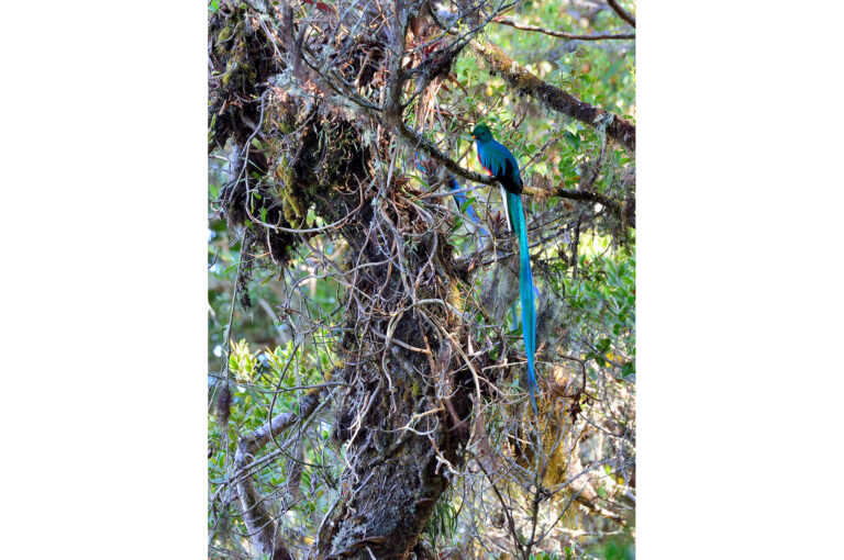 Two male quetzals in mountain rain forest.