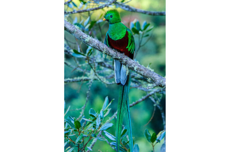 Quetzal mannetje