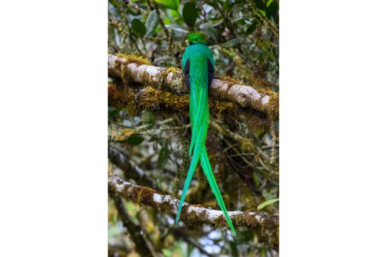 Quetzal