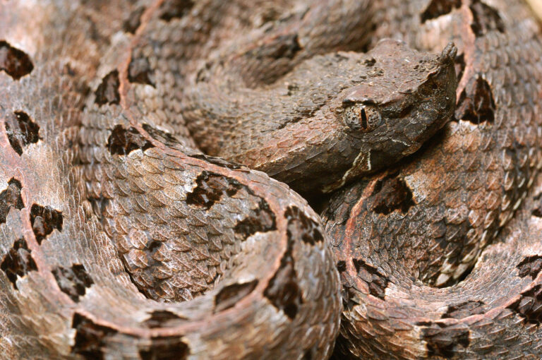 Coiled up brown snake
