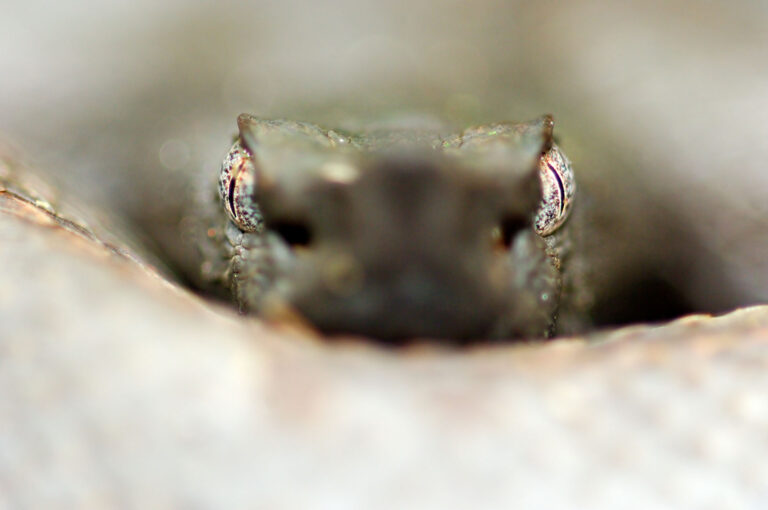 Close up portrait of a coiled up rainforest hognosed pitviper