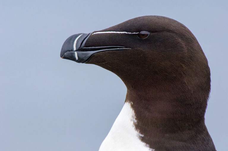 Close up portrait of a razorbill, an auk species