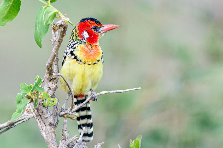 Red-and-yellow barbet