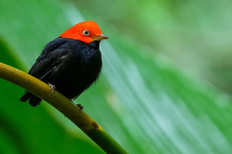 Red-capped manakin