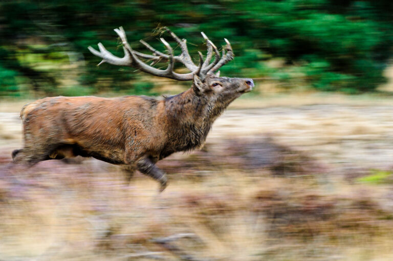 Red deer male running