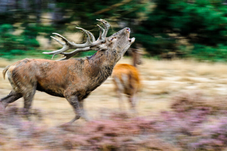 Red deer male running and belling