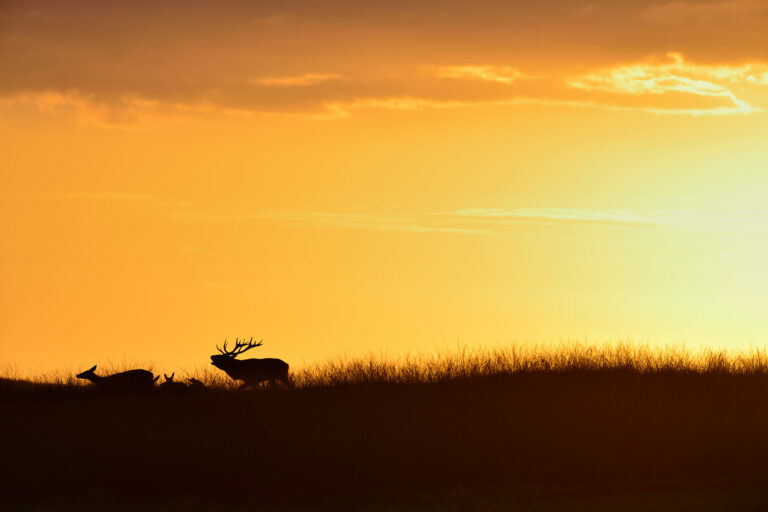 Red deer rut, male and females at sunset