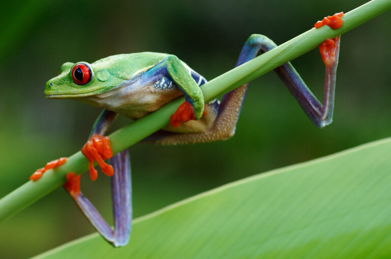 Sideview of adult red-eyed tree frog on vegetation