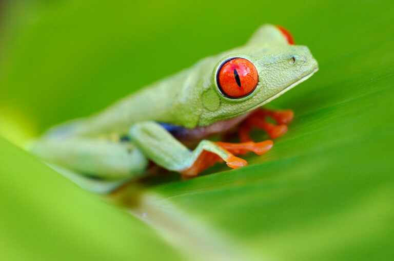 A red-eyed tree frog sits on a banana leaf