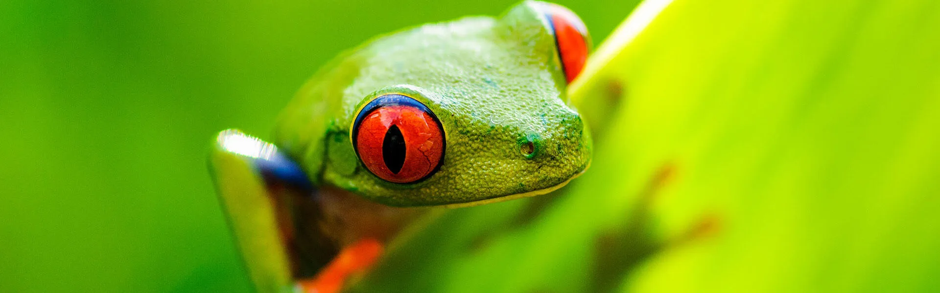 Portrait of a red-eyed tree frog