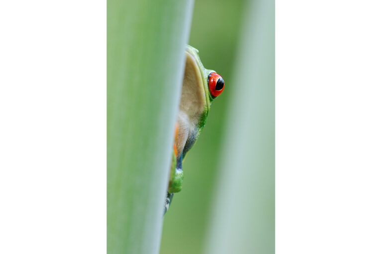 A red-eyed tree frog peeps through vegetation