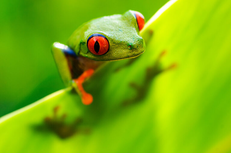 Red-eyed tree frog on banana leaf, looking around.