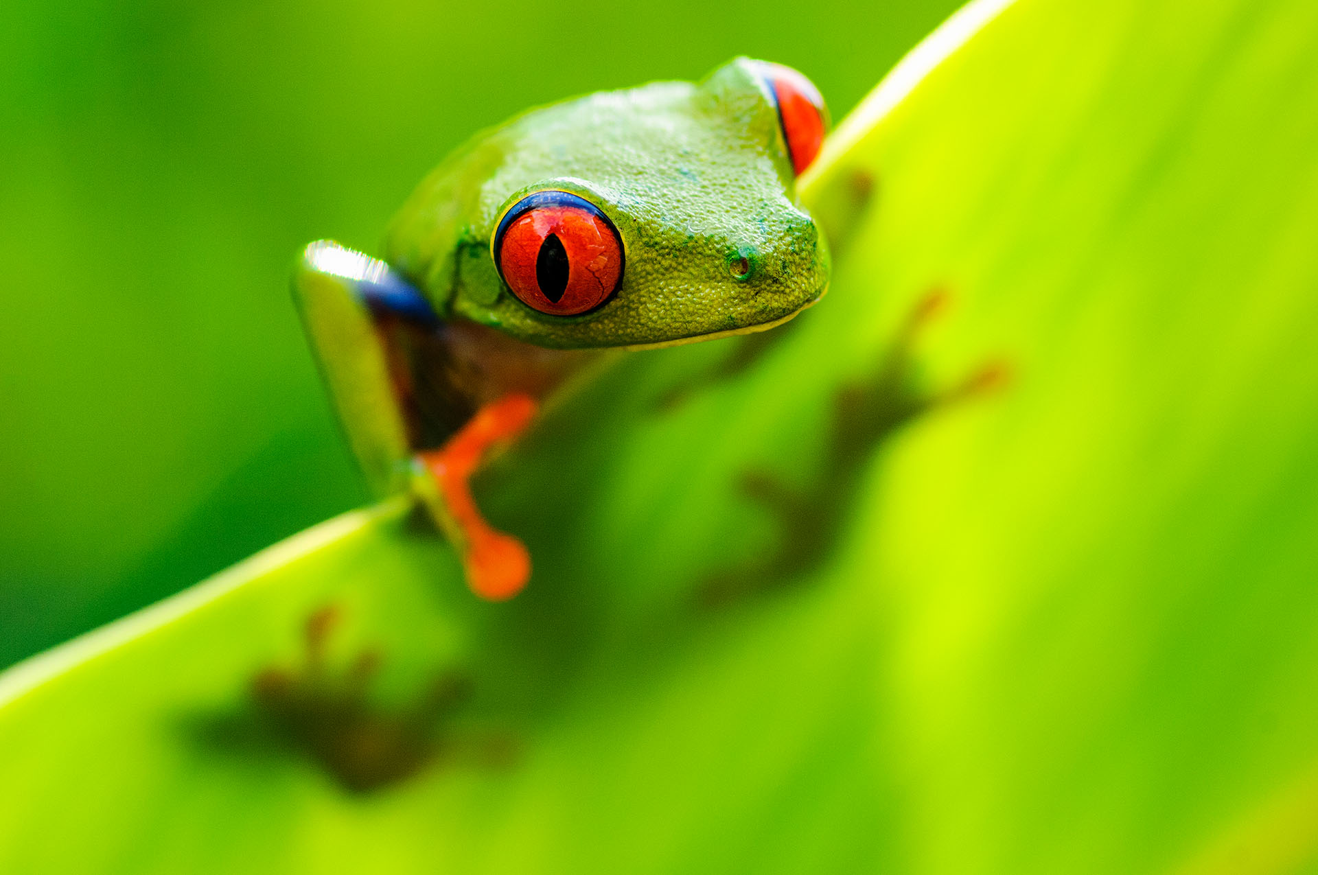 Red-eyed tree frog on banana leaf, looking around.