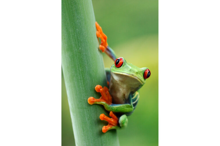Vertical portrait of red-eyed tree frog on stem