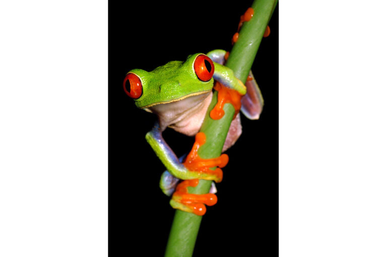 Vertical portrait of a red-eyed tree frog at night