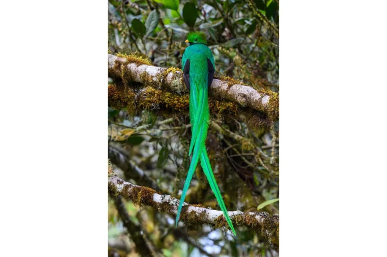Resplendent quetzal