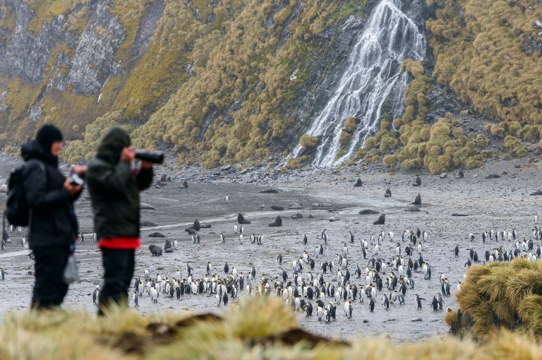 Right Whale Bay with king penguins and tourists